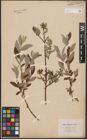 Foto von Salix aurita L. x Salix repens L.